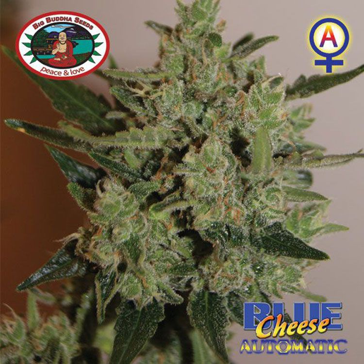 Dope Breeders - BIG BUDDHA SEEDS Blue Cheese Automatic Image