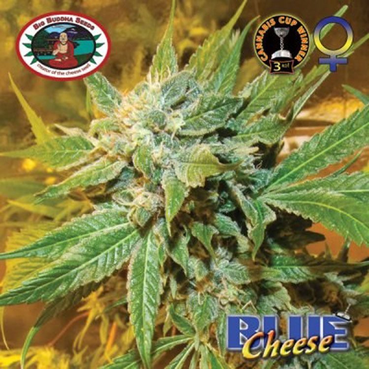 Dope Breeders - BIG BUDDHA SEEDS Blue Cheese Image