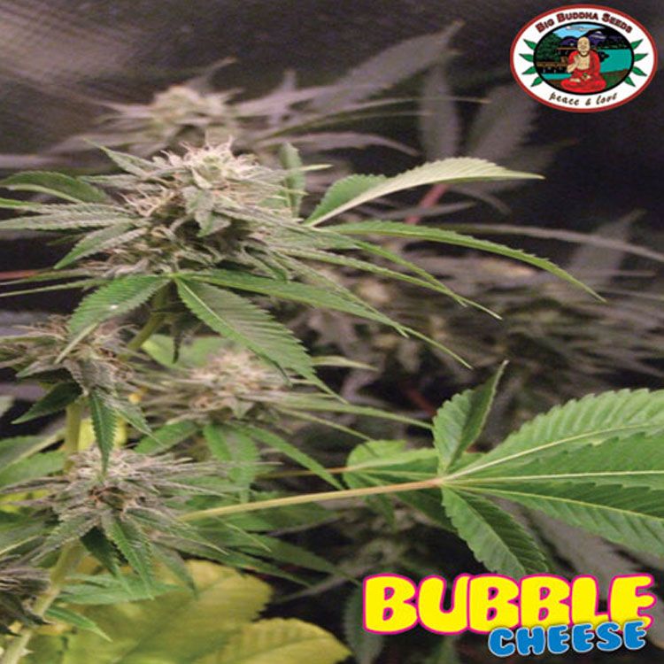 Dope Breeders - BIG BUDDHA SEEDS Bubble Cheese Image