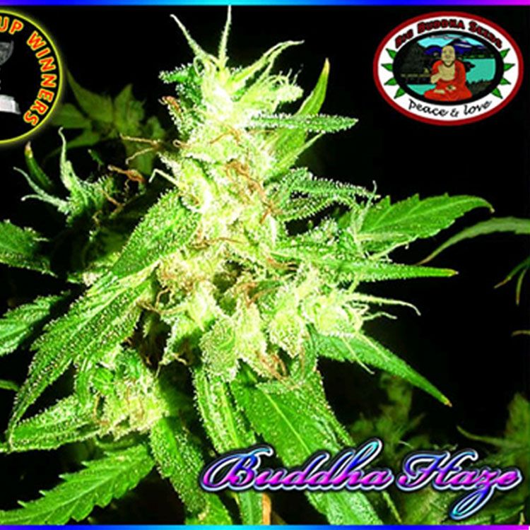 Dope Breeders - BIG BUDDHA SEEDS Buddha Haze Image