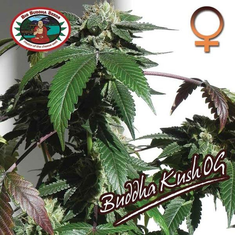 Dope Breeders - BIG BUDDHA SEEDS Buddha Kush OG Image