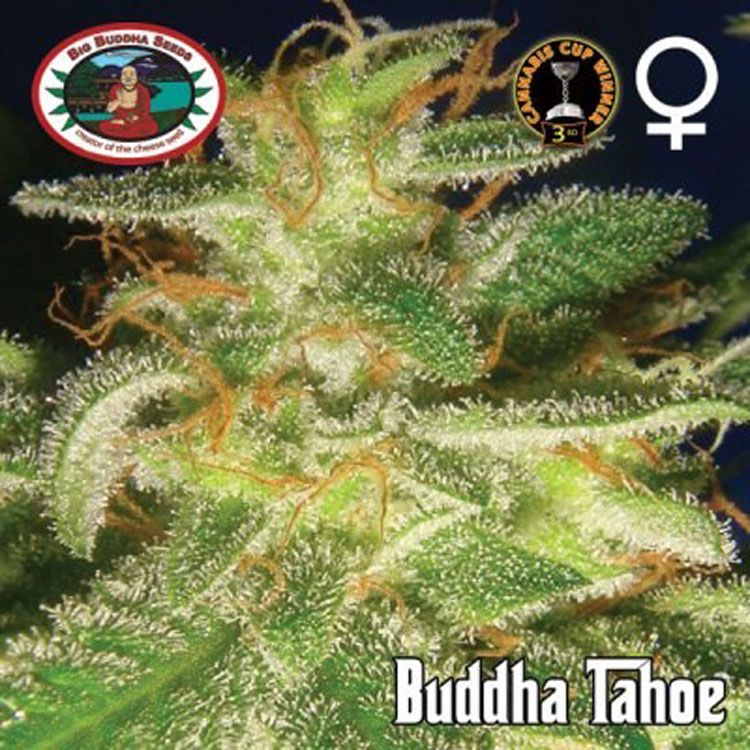 Dope Breeders - BIG BUDDHA SEEDS Buddha Tahoe Image