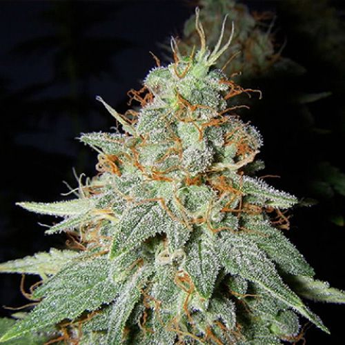 Dope Breeders - BIG BUDDHA SEEDS Buddhalato Image