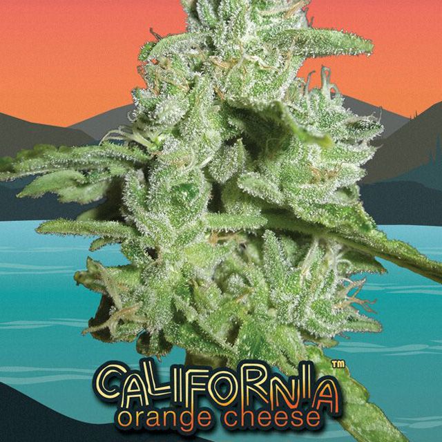 Dope Breeders - BIG BUDDHA SEEDS California Orange Cheese Image