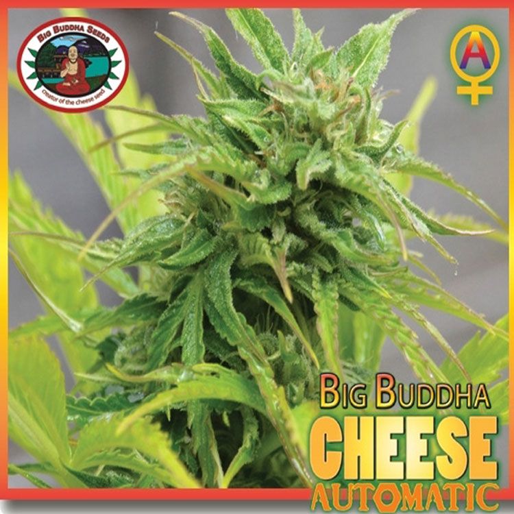 Dope Breeders - BIG BUDDHA SEEDS Cheese Automatic Image