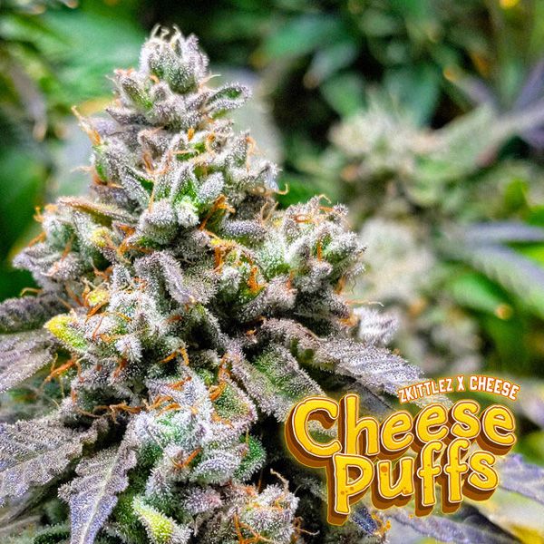 Dope Breeders - BIG BUDDHA SEEDS Cheese Puffs Image