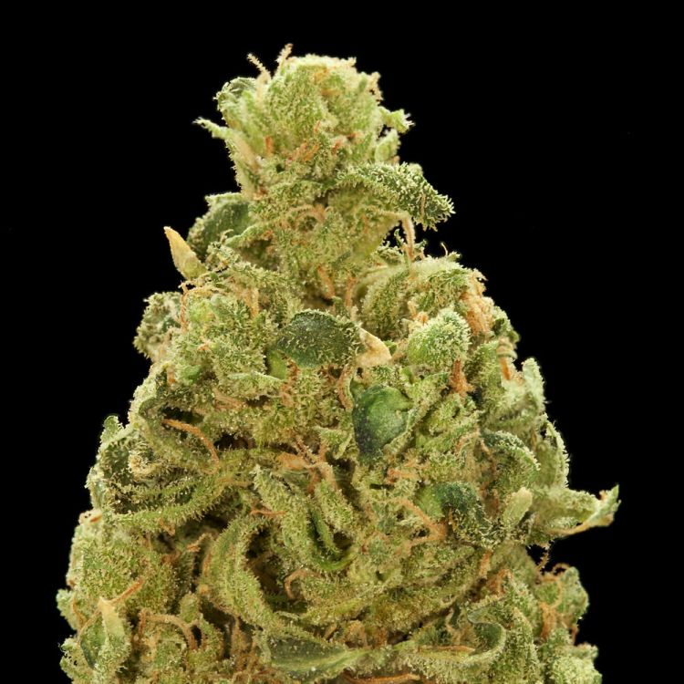 Dope Breeders - BIG BUDDHA SEEDS Cheese Image