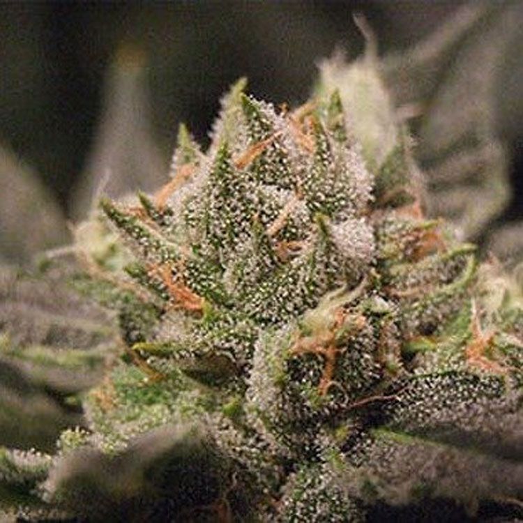 Dope Breeders - BIG BUDDHA SEEDS Cheesus Image