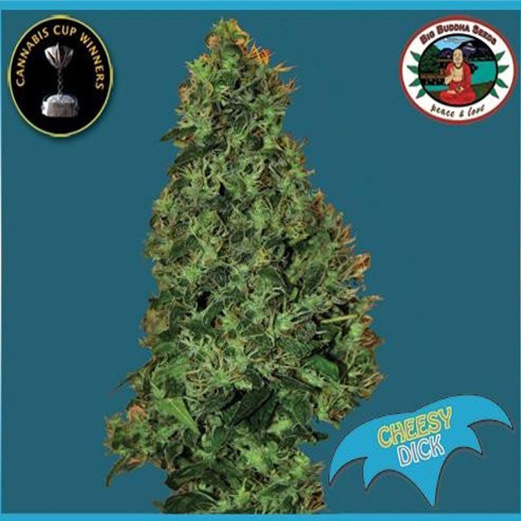 Dope Breeders - BIG BUDDHA SEEDS Cheesy Dick Image