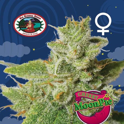 Dope Breeders - BIG BUDDHA SEEDS Cherry Moon Pie Image