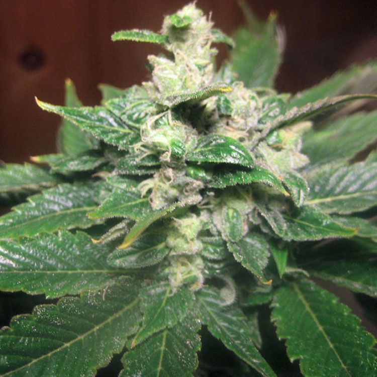 Dope Breeders - BIG BUDDHA SEEDS Chiesel Automatic Image