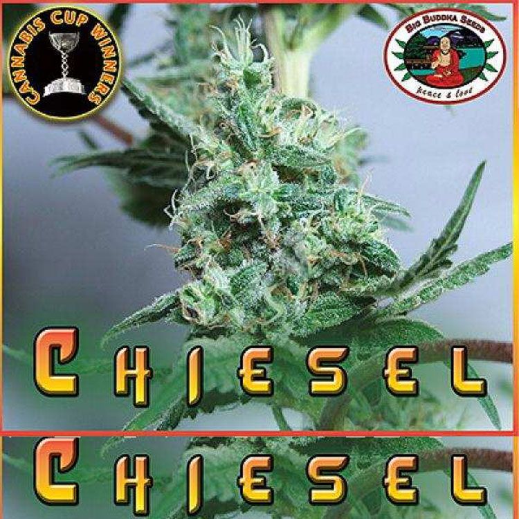 Dope Breeders - BIG BUDDHA SEEDS Chiesel Image