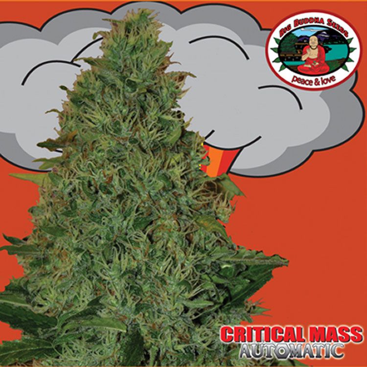 Dope Breeders - BIG BUDDHA SEEDS Critical Mass Automatic Image