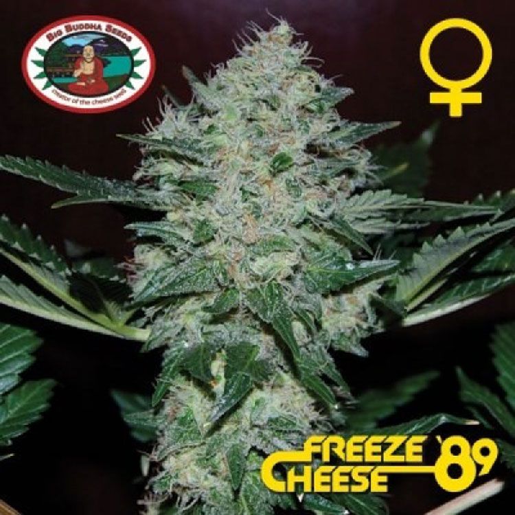 Dope Breeders - BIG BUDDHA SEEDS Freeze Cheese 89 Image