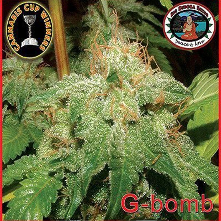 Dope Breeders - BIG BUDDHA SEEDS G - Bomb Image