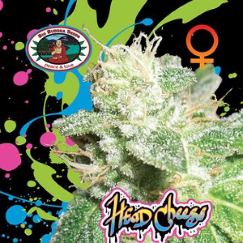 Dope Breeders - BIG BUDDHA SEEDS Head Cheese Image