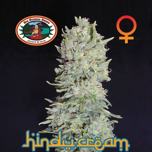 Dope Breeders - BIG BUDDHA SEEDS Hindu Cream Image