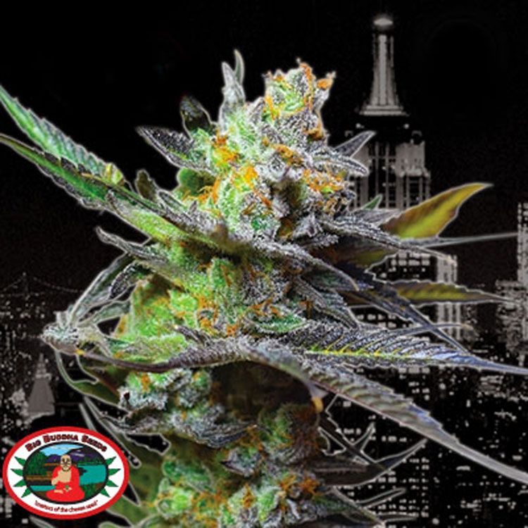 Dope Breeders - BIG BUDDHA SEEDS King Kong Image