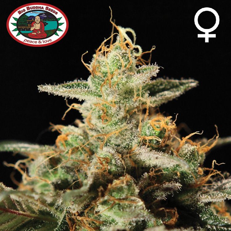 Dope Breeders - BIG BUDDHA SEEDS Kush Mintz Image