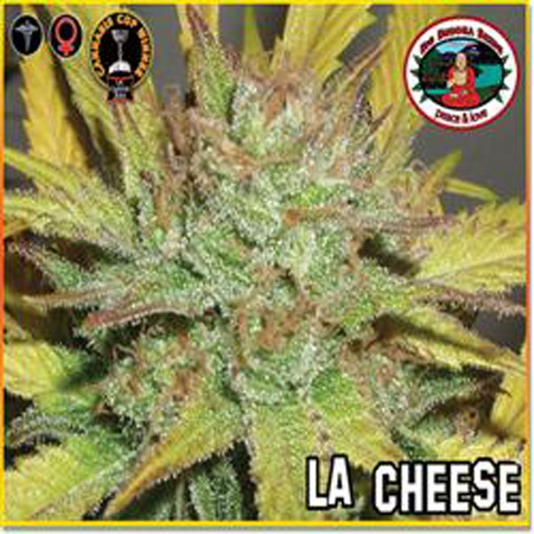 Dope Breeders - BIG BUDDHA SEEDS L.A. Cheese Image