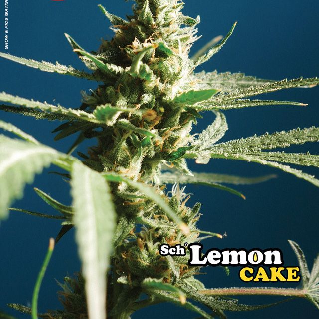 Dope Breeders - BIG BUDDHA SEEDS Sch' Lemon Cake Image