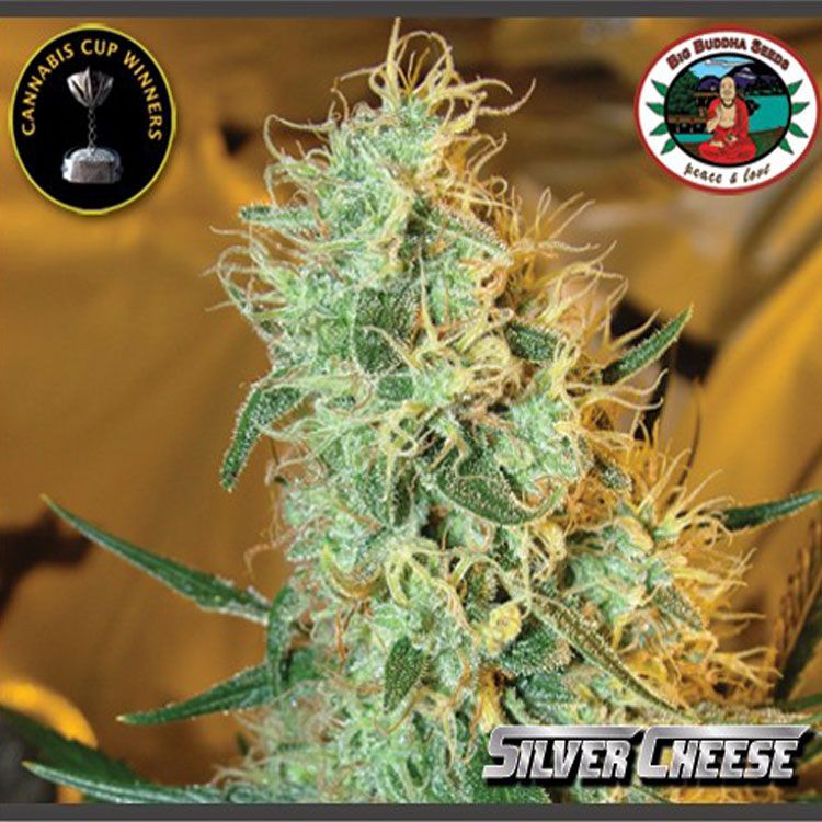 Dope Breeders - BIG BUDDHA SEEDS Silver Cheese Image