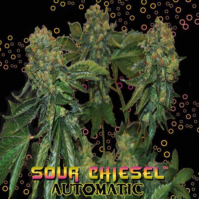 Dope Breeders - BIG BUDDHA SEEDS Sour Chiesel Auto Image