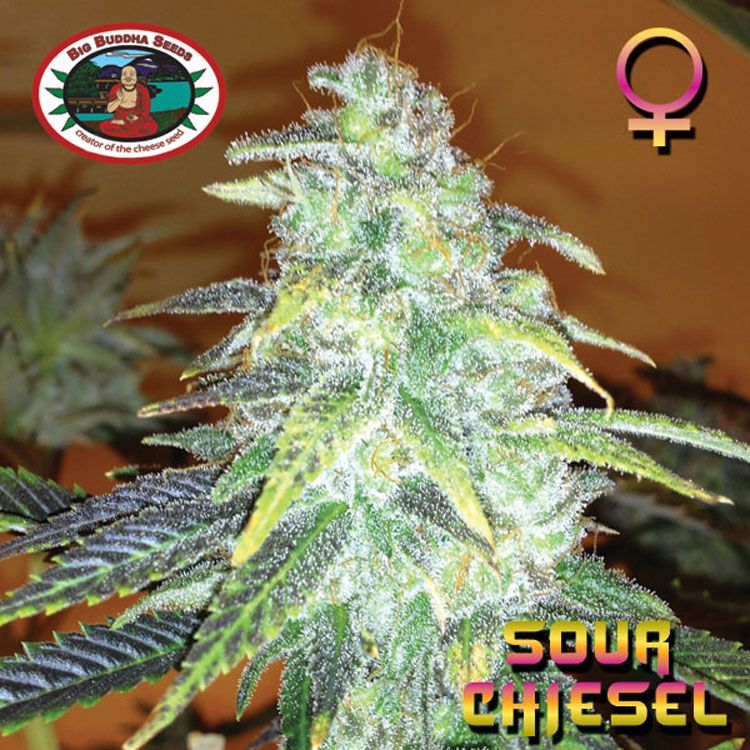 Dope Breeders - BIG BUDDHA SEEDS Sour Chiesel Image