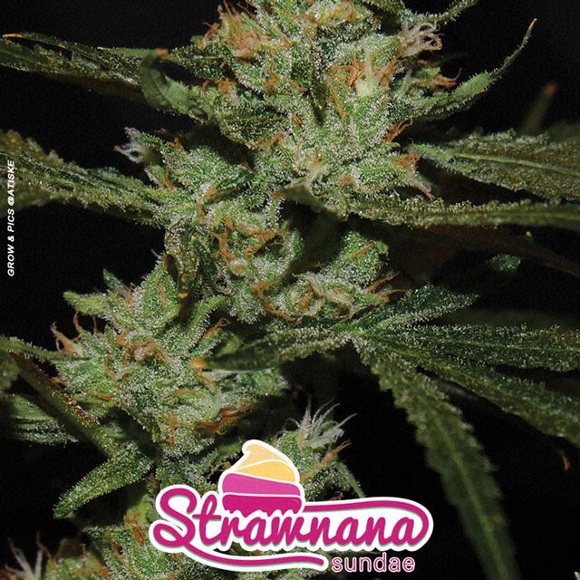 Dope Breeders - BIG BUDDHA SEEDS Strawnana Sundae Image