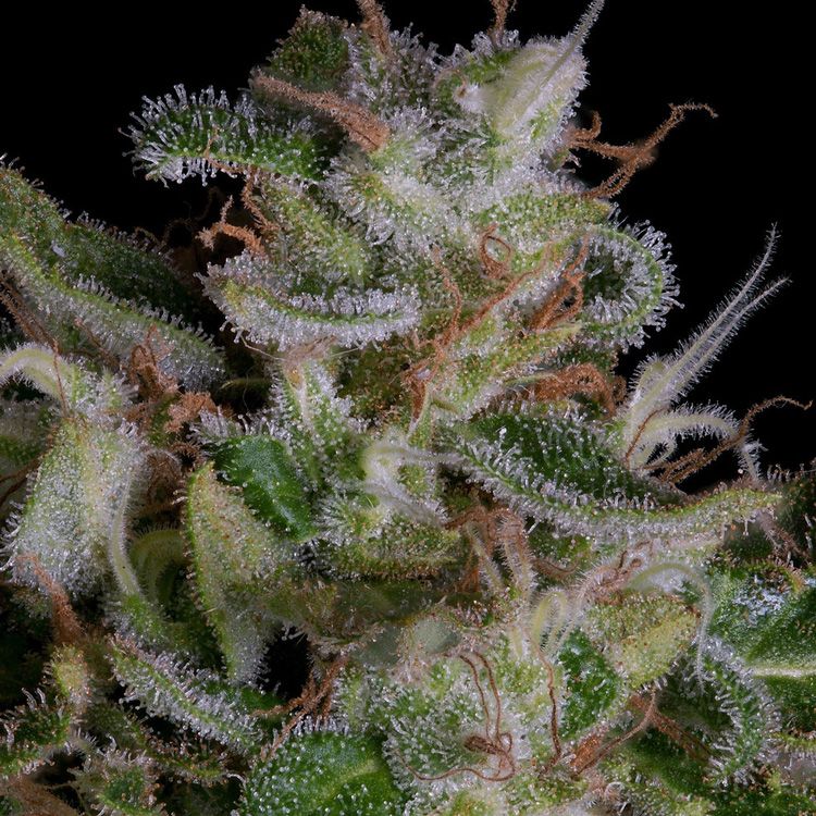 Dope Breeders - BIG HEAD SEEDS Alien Gorilla Image