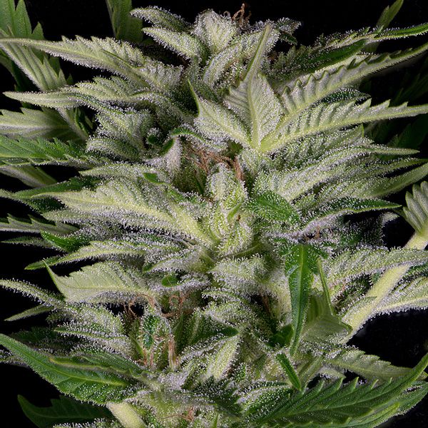 Dope Breeders - BIG HEAD SEEDS Alien Technology Image