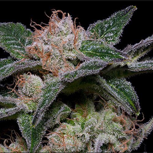 Dope Breeders - BIG HEAD SEEDS Banana Punch Image