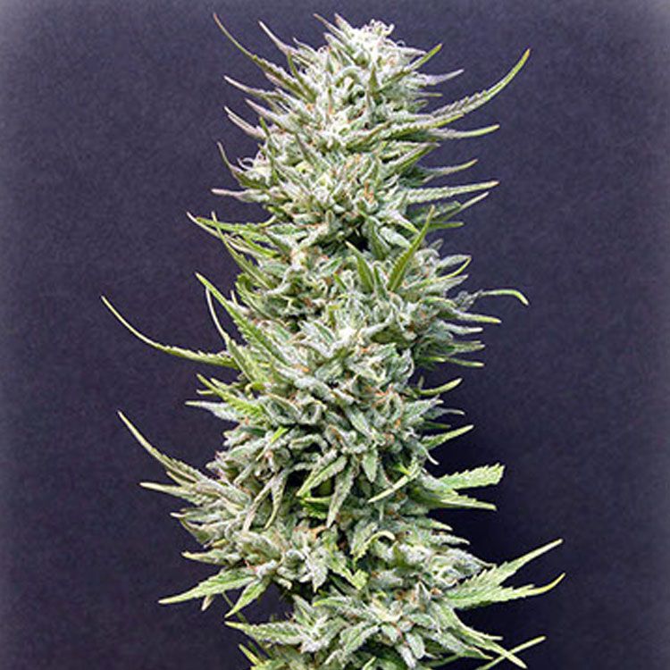 Dope Breeders - BIG HEAD SEEDS Big Freeze Image