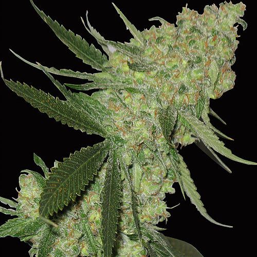 Dope Breeders - BIG HEAD SEEDS Big Stilton Auto ( aka Big Cheese Auto) Image