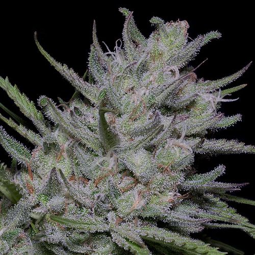 Dope Breeders - BIG HEAD SEEDS Bighead Superfast Auto Image