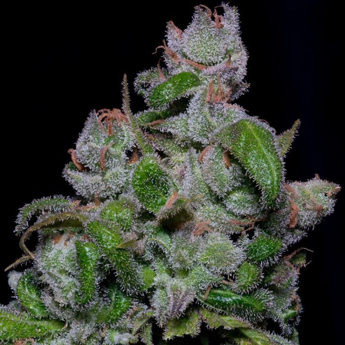 Dope Breeders - BIG HEAD SEEDS Blueberry Crystal Gelato Image