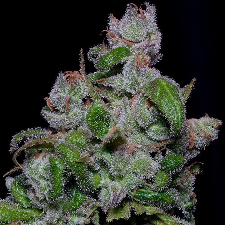 Dope Breeders - BIG HEAD SEEDS Blueberry Crystal Gelato Image