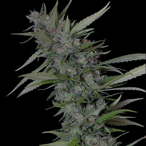 Dope Breeders - BIG HEAD SEEDS Bruce Banner #3 Image