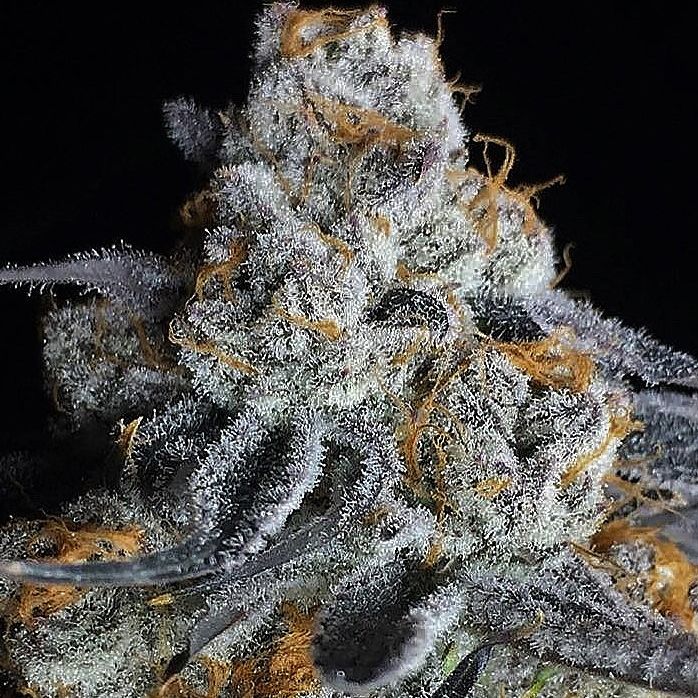 Dope Breeders - BIG HEAD SEEDS Crystal Gelato Image