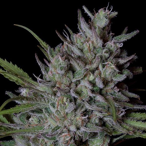 Dope Breeders - BIG HEAD SEEDS Crystal Runtz Image