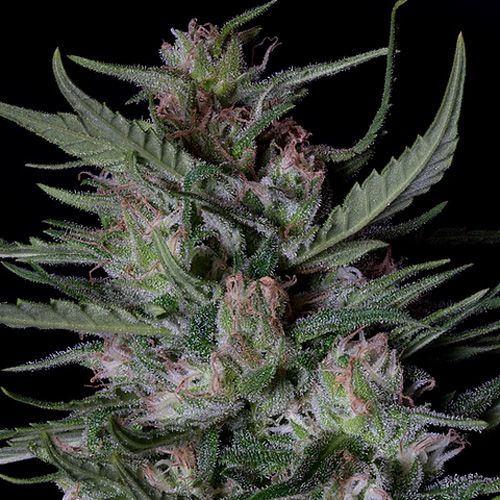 Dope Breeders - BIG HEAD SEEDS Dogstar Dawg Auto Image