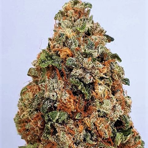 Dope Breeders - BIG HEAD SEEDS Dogstar Dawg Image