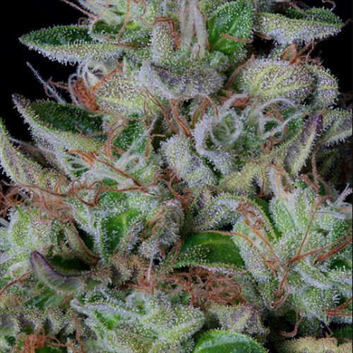 Dope Breeders - BIG HEAD SEEDS Dos-Gelato Image