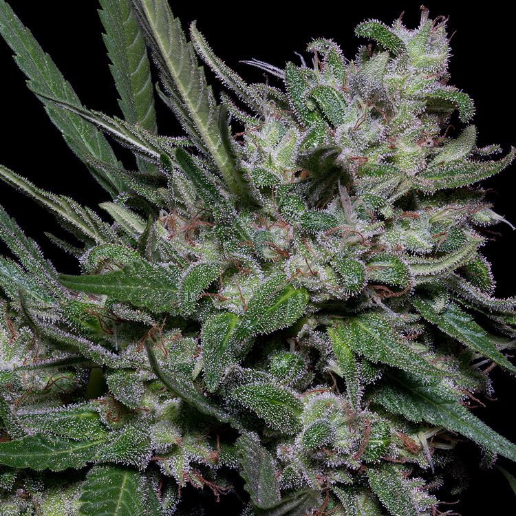 Dope Breeders - BIG HEAD SEEDS Girl Scout Cookies Image