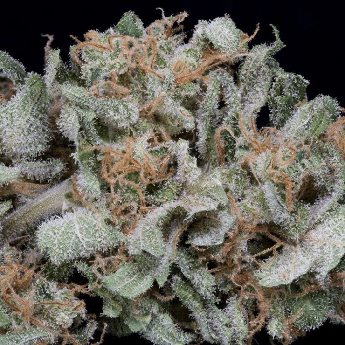 Dope Breeders - BIG HEAD SEEDS Gorilla Cookies Image