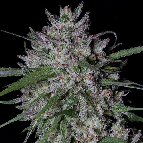 Dope Breeders - BIG HEAD SEEDS Gorilla Cookies Auto Image