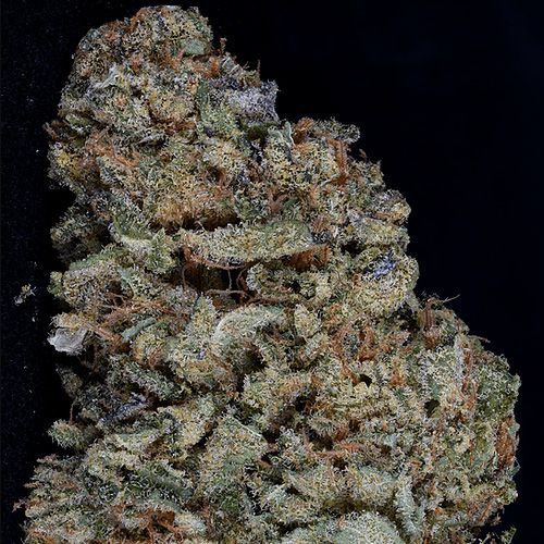 Dope Breeders - BIG HEAD SEEDS Gorilla Zkittelz Image