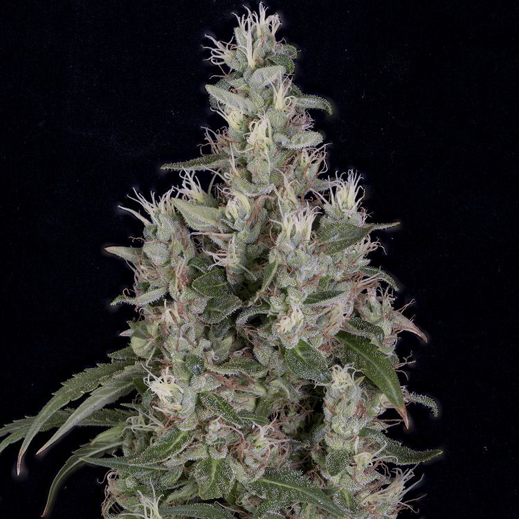 Dope Breeders - BIG HEAD SEEDS Grandaddy Banner Image