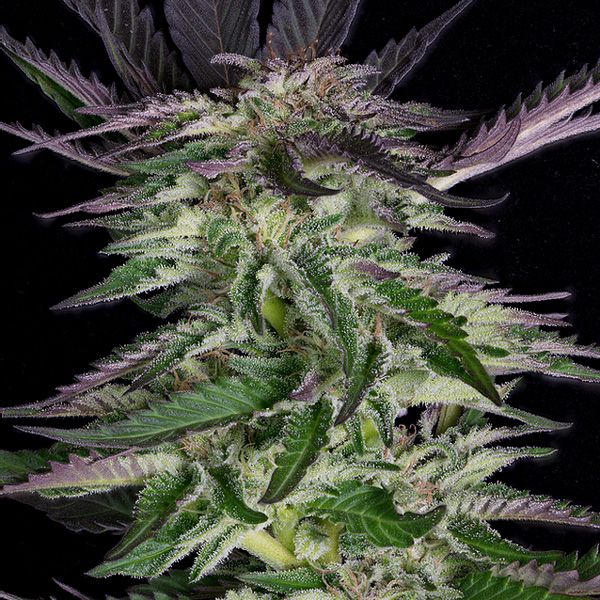 Dope Breeders - BIG HEAD SEEDS Grandaddy Purple Image