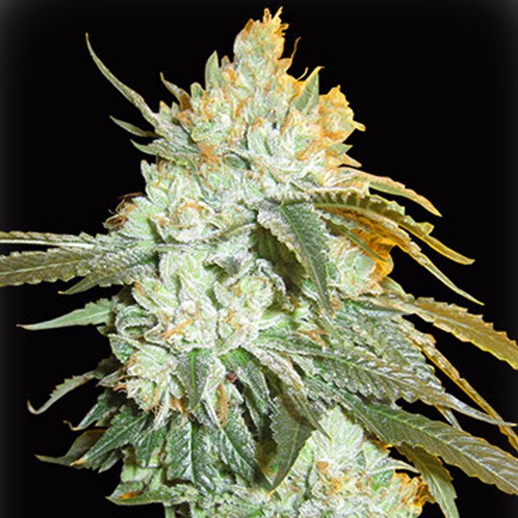 Dope Breeders - BIG HEAD SEEDS Head Stash Auto Image